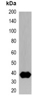 Anti-Strep-tag Antibody