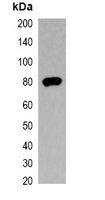 V5-tag Antibody