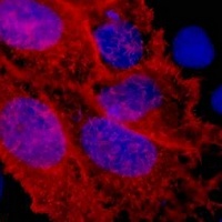 Anti-V5-tag Antibody