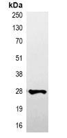Anti-V5-tag Antibody