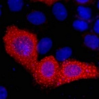 VSV-G-tag antibody