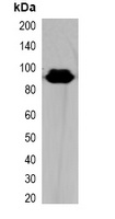 HA-tag Antibody