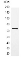 MBP-tag Antibody