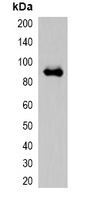 mOrange-tag Antibody
