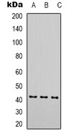 Alpha-actin-1 Mouse Monoclonal Antibody