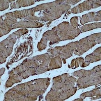 Alpha-actin-1 Mouse Monoclonal Antibody