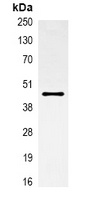 ACTA1 antibody
