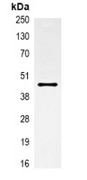 Alpha-actin-1 Mouse Monoclonal Antibody