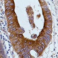 Anti-Alpha-tubulin Antibody