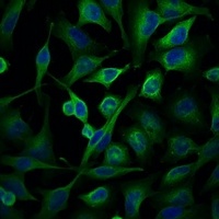 Anti-Alpha-tubulin Antibody