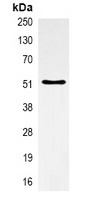 Anti-Alpha-tubulin Antibody