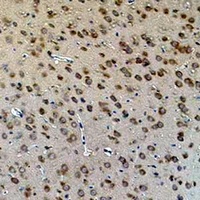 Anti-Aquaporin 4 Antibody