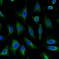 Anti-Aquaporin 4 Antibody