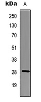 BCL2 Antibody