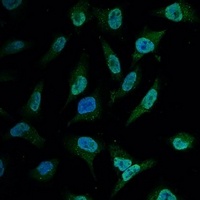 BCL2 Antibody