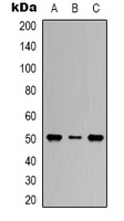 Beta1-tubulin Antibody