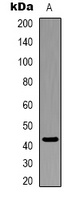 Beta-actin Mouse Monoclonal Antibody