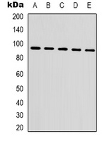 Beta-catenin Mouse Monoclonal Antibody