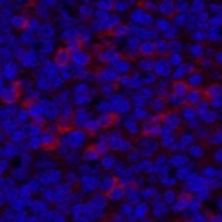 Anti-Beta-catenin Antibody
