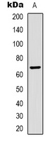 Bovine Serum Albumin Mouse Monoclonal Antibody