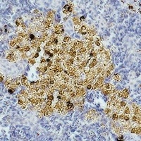 Anti-Caspase 8 Antibody