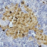 Caspase 8 antibody