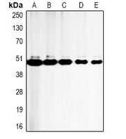 Caspase 9 Antibody