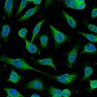 Caspase 9 Antibody