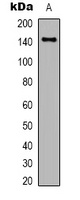 CD45 Mouse Monoclonal Antibody