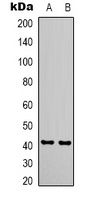 CDX2 Antibody