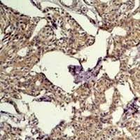 Anti-c-FOS Antibody