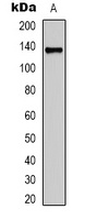 Collagen 3 alpha 1 Antibody