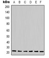 Cyclophilin B Mouse Monoclonal Antibody