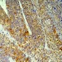 Cyclophilin B Mouse Monoclonal Antibody
