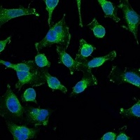 EGFR Antibody