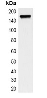 EGFR antibody