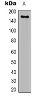 EGFR Antibody