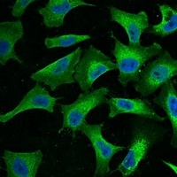 EGFR antibody