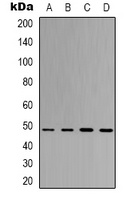 eIF4AI Mouse Monoclonal Antibody