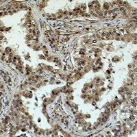 eIF4AI Mouse Monoclonal Antibody