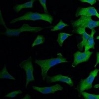 eIF4AI Mouse Monoclonal Antibody