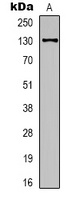 eNOS Antibody