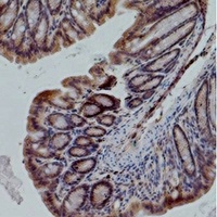 eNOS Antibody