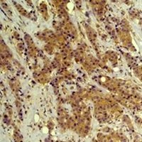 ERK1/2 antibody