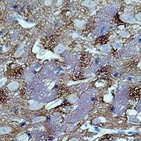 Anti-GAP43 Antibody