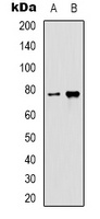 GRP78 Mouse Monoclonal Antibody