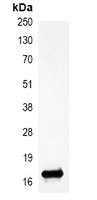 Histone H3 (DiMethyl K27) antibody