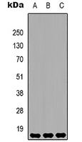 Histone H3 (DiMethyl-K36) Antibody