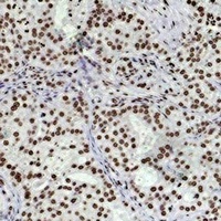Histone H3 (DiMethyl-K79) Antibody