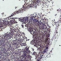 Histone H3 (MonoMethyl-K9) Antibody